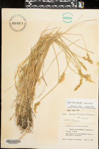 Carex laevivaginata image