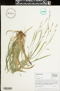 Carex laxiculmis image