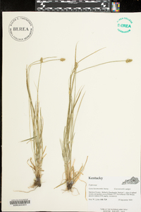 Carex leavenworthii image