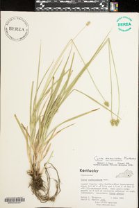 Carex mesochorea image