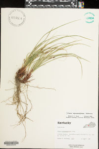 Carex nigromarginata image