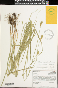 Carex normalis image