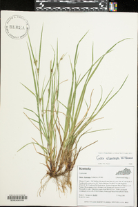 Carex oligocarpa image