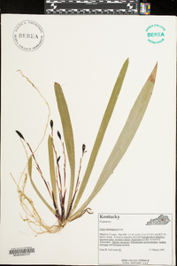 Carex plantaginea image