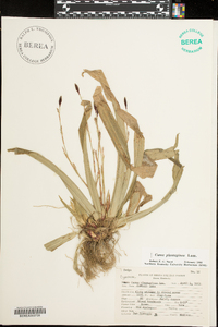 Carex plantaginea image