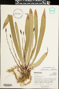 Carex plantaginea image