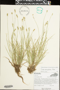 Carex retroflexa image