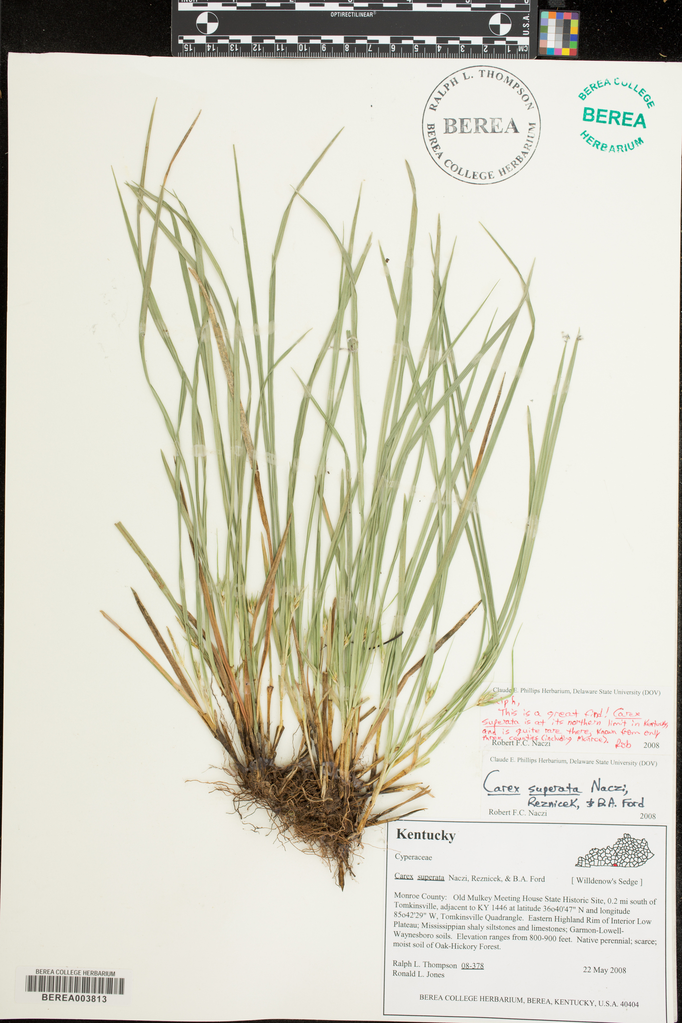 Carex superata image