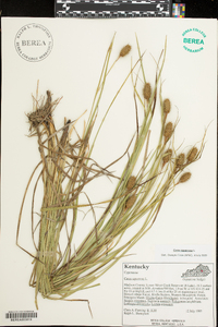 Carex squarrosa image