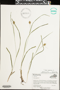 Carex squarrosa image