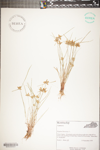 Cyperus flavescens image