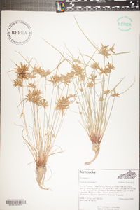 Cyperus flavescens image