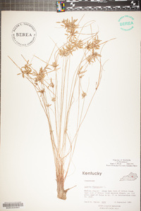 Cyperus flavescens image