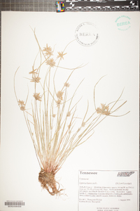 Cyperus flavescens image