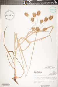 Cyperus lancastriensis image