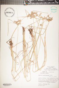 Cyperus pseudovegetus image