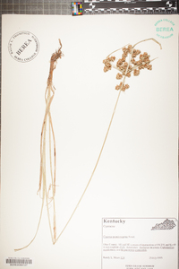 Cyperus pseudovegetus image