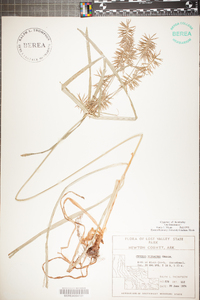 Cyperus refractus image