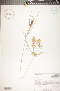 Cyperus refractus image