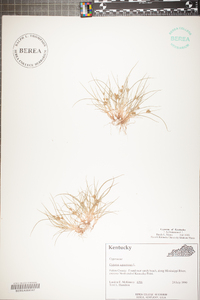 Cyperus squarrosus image