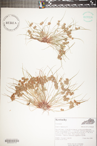 Cyperus squarrosus image