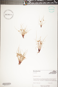 Cyperus squarrosus image