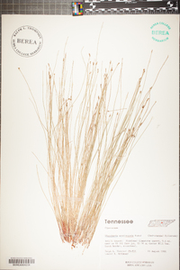 Eleocharis erythropoda image