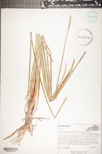 Eleocharis quadrangulata image