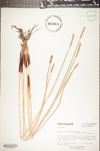 Eleocharis quadrangulata image