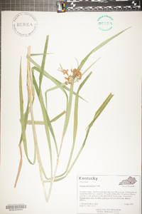 Scirpus polyphyllus image