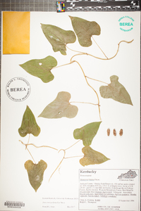 Dioscorea polystachya image