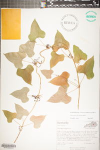 Dioscorea polystachya image