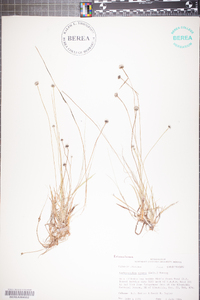 Lachnocaulon anceps image