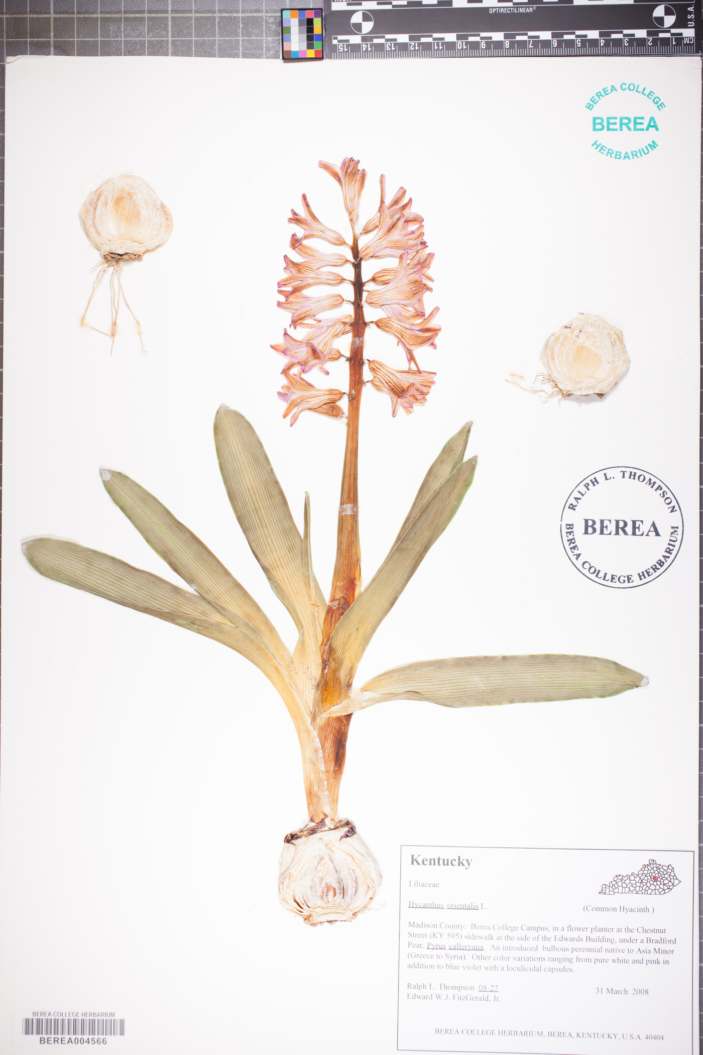 Hyacinthus orientalis image