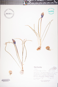 Muscari botryoides image