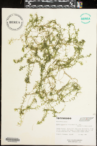 Elodea nuttallii image