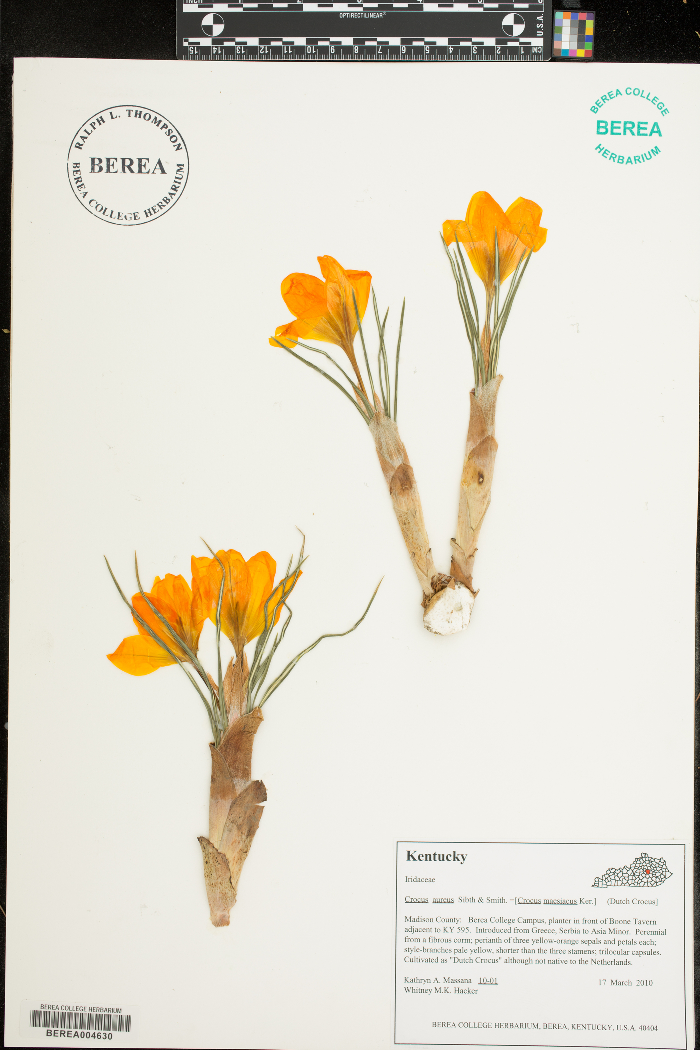 Crocus gargaricus image