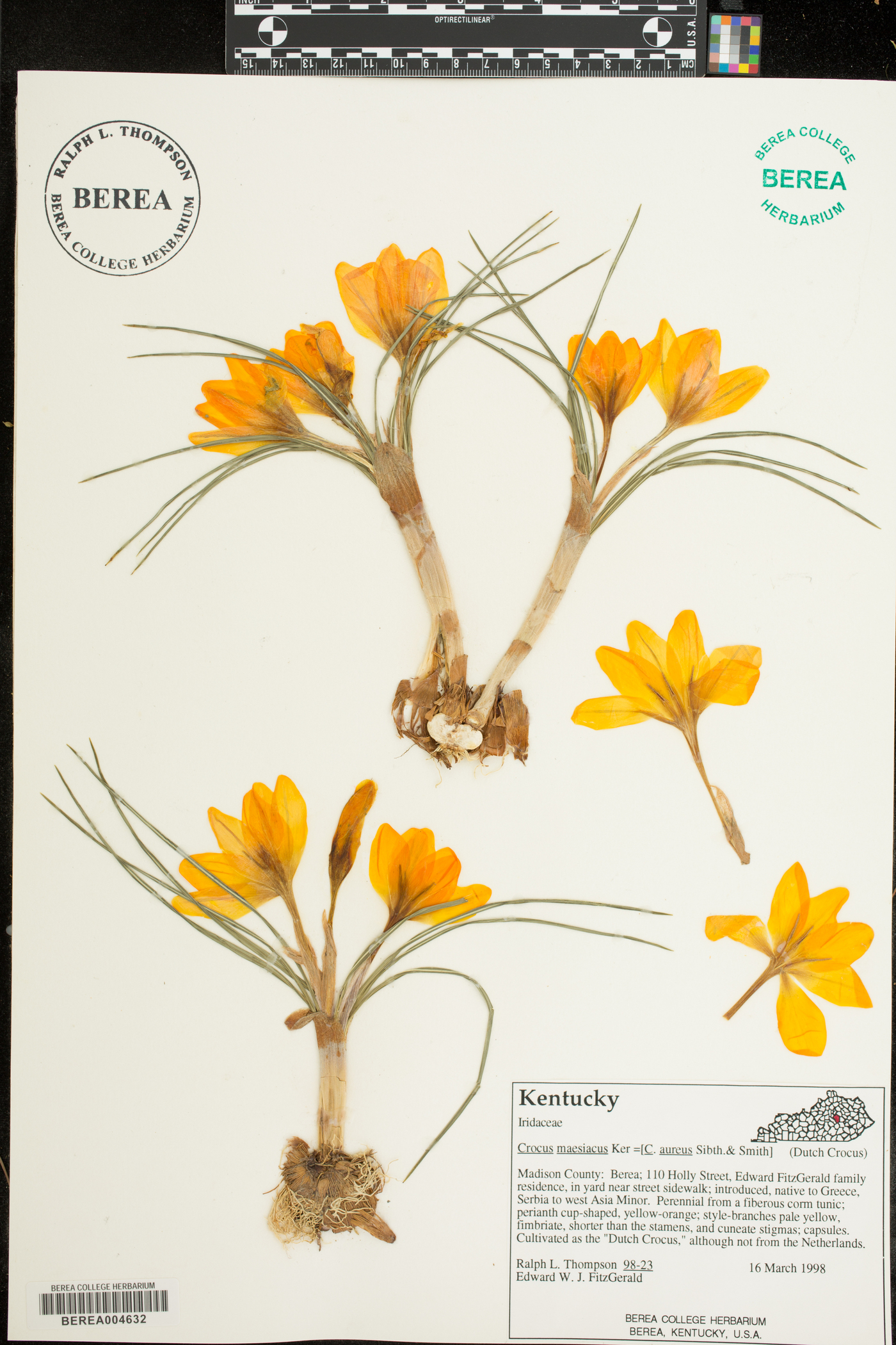 Crocus maesiacus image