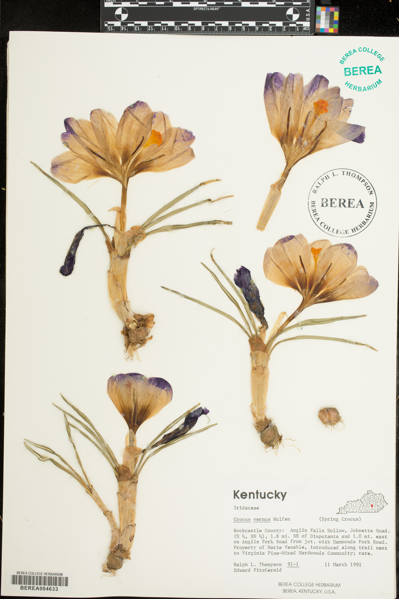 Crocus vernus image