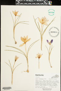 Crocus tommasinianus image