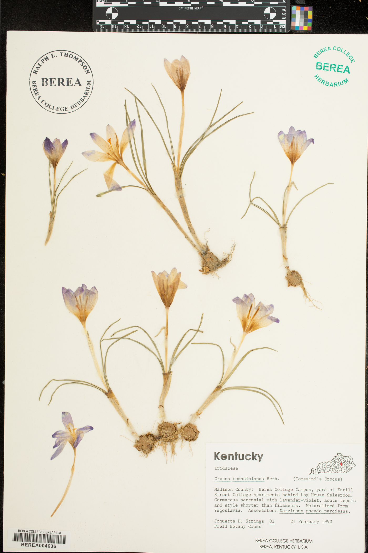 Crocus tommasinianus image