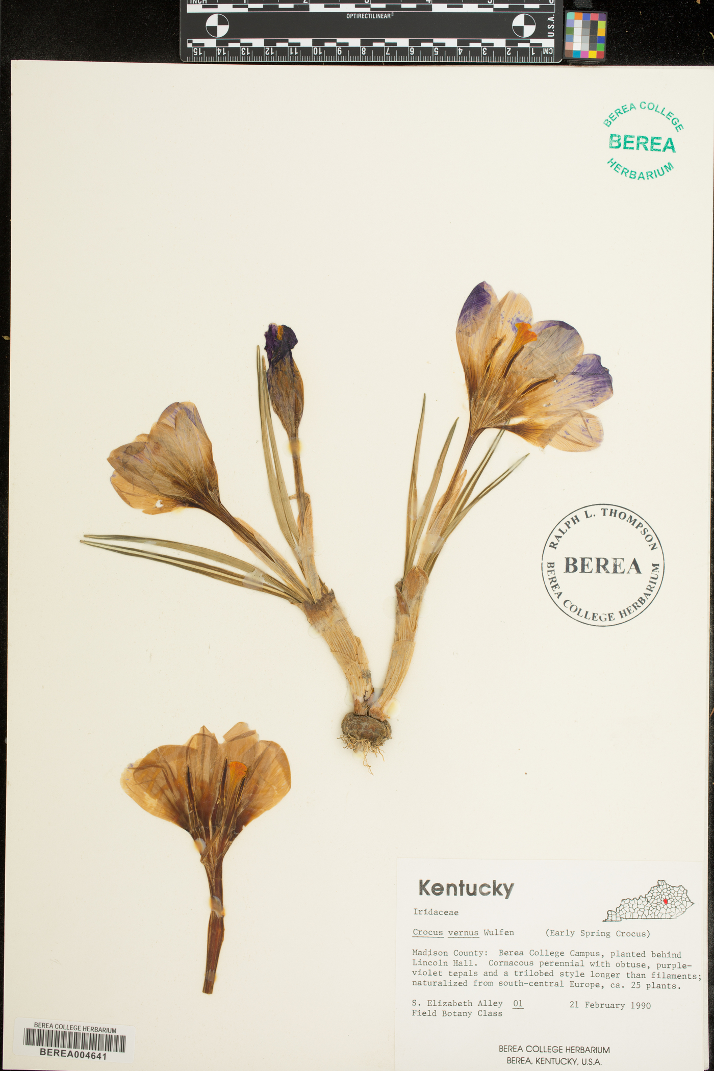 Crocus vernus image