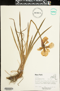 Iris prismatica image