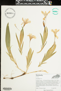 Iris cristata image