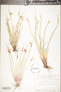 Sisyrinchium albidum image