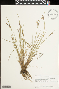 Sisyrinchium mucronatum image