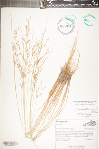 Juncus anthelatus image