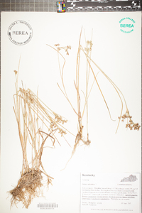 Juncus articulatus image