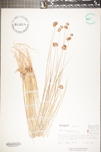 Juncus bolanderi image