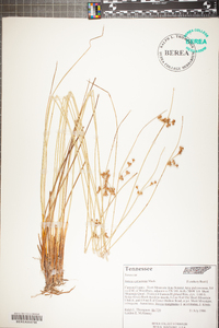 Juncus coriaceus image